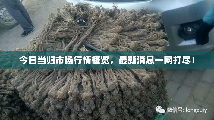今日当归市场行情概览，最新消息一网打尽！